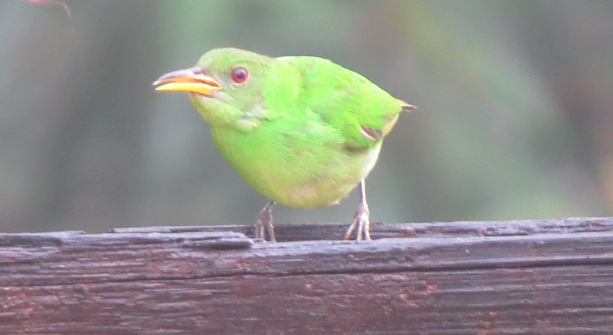 Green Honeycreeper - Susan Weaver