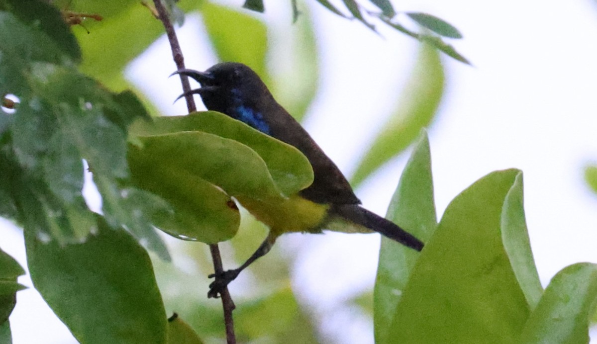 Tukangbesi Sunbird - ML633222301