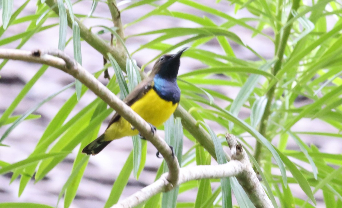 Tukangbesi Sunbird - ML633222302