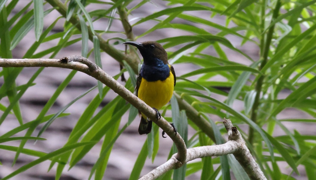 Tukangbesi Sunbird - ML633222303