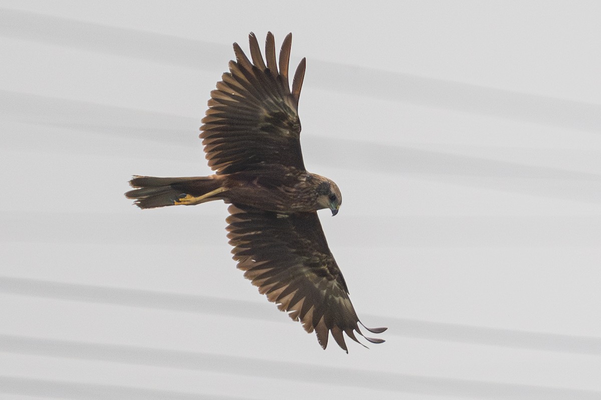 Western Marsh Harrier - ML633222396