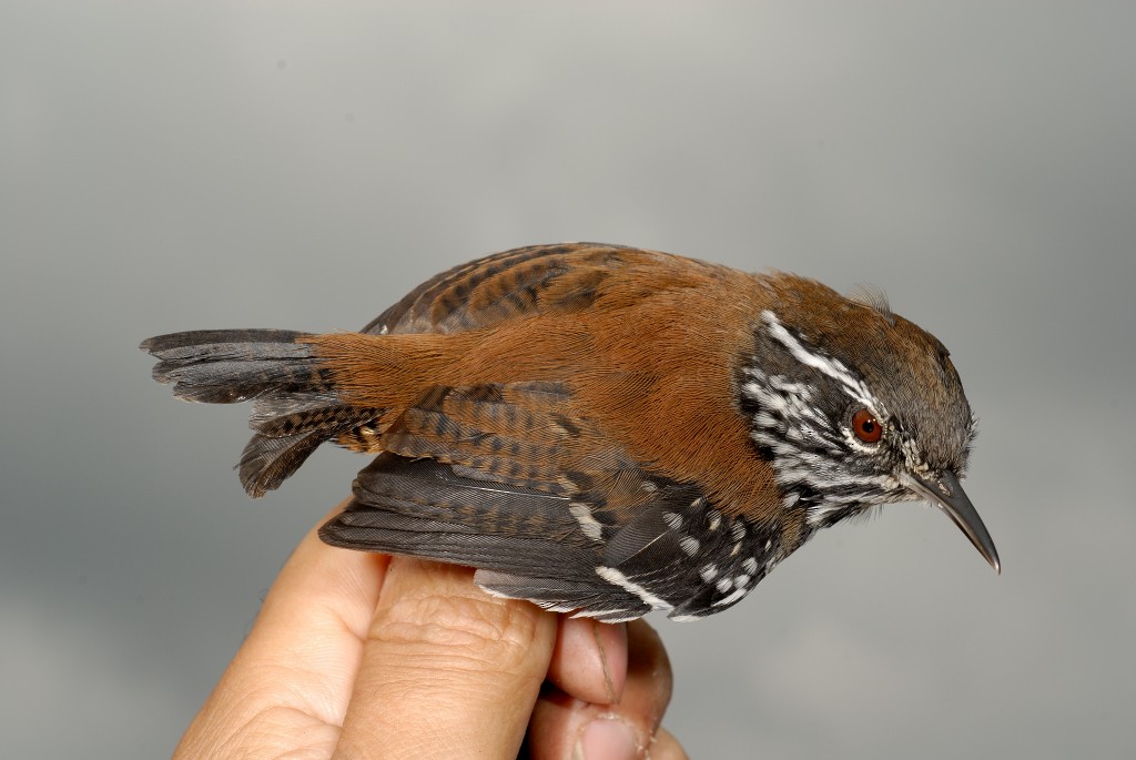 Bar-winged Wood-Wren - ML633222453