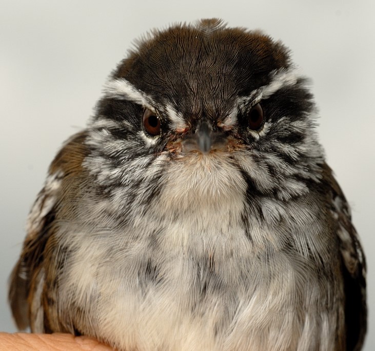 Bar-winged Wood-Wren - ML633222505