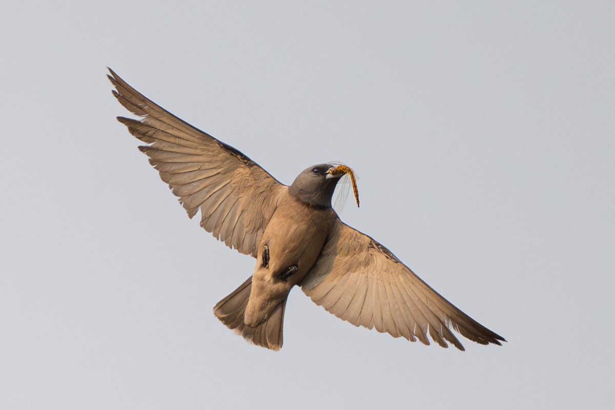 Ashy Woodswallow - ML633222533