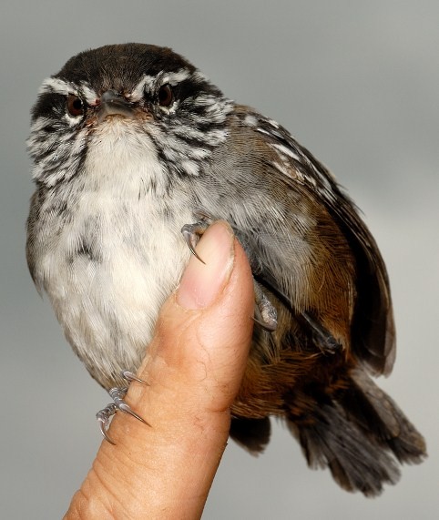 Bar-winged Wood-Wren - ML633222542