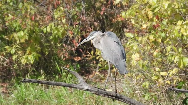 Great Blue Heron - ML633222592
