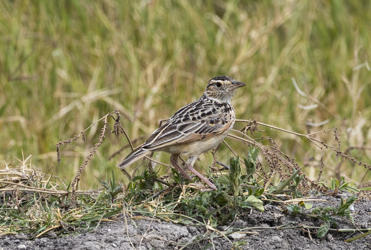 Red-winged Lark - ML633222660