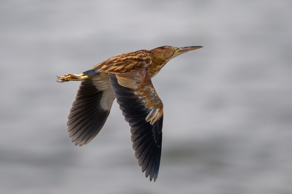Yellow Bittern - ML633222661