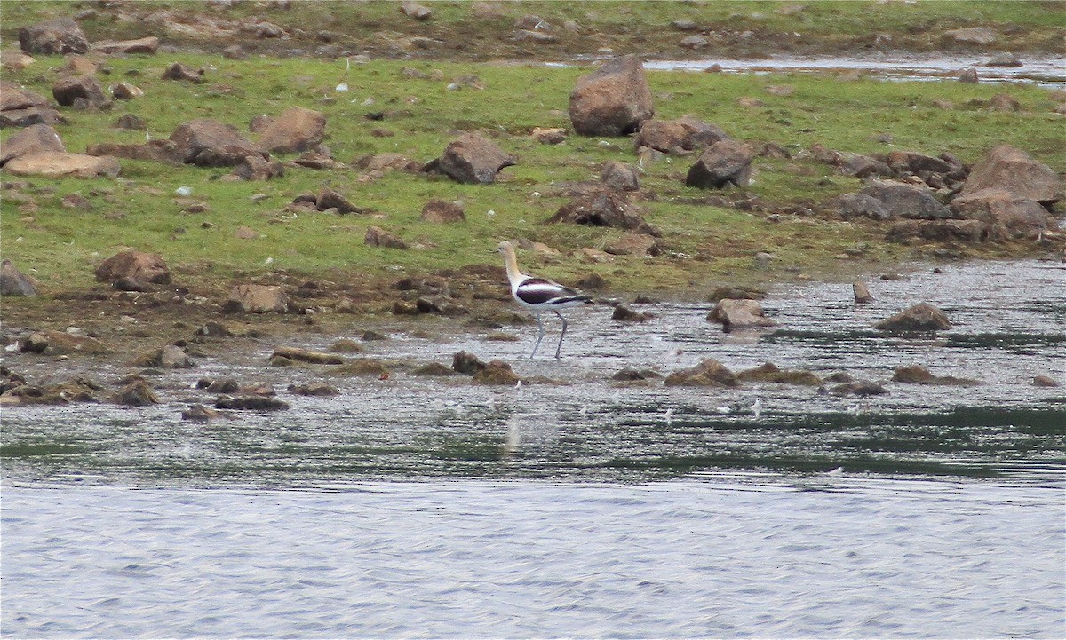 Avocette d'Amérique - ML63322271