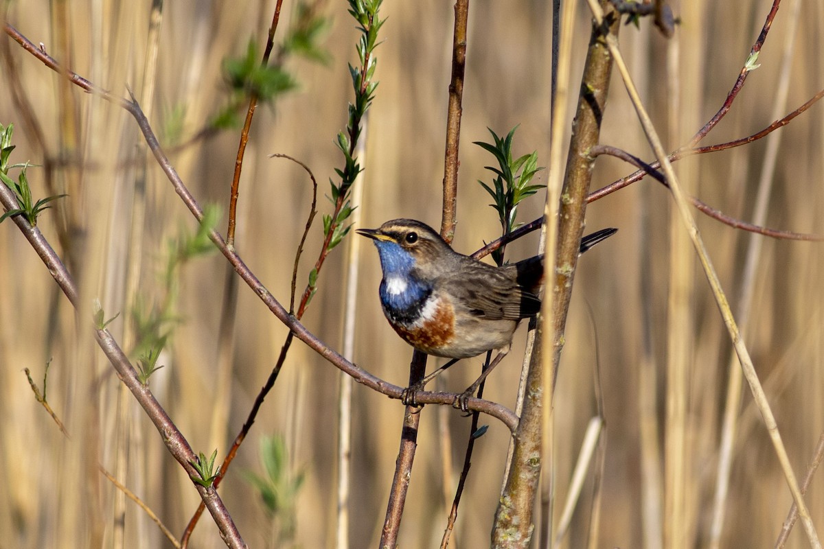 Bluethroat - ML633223099