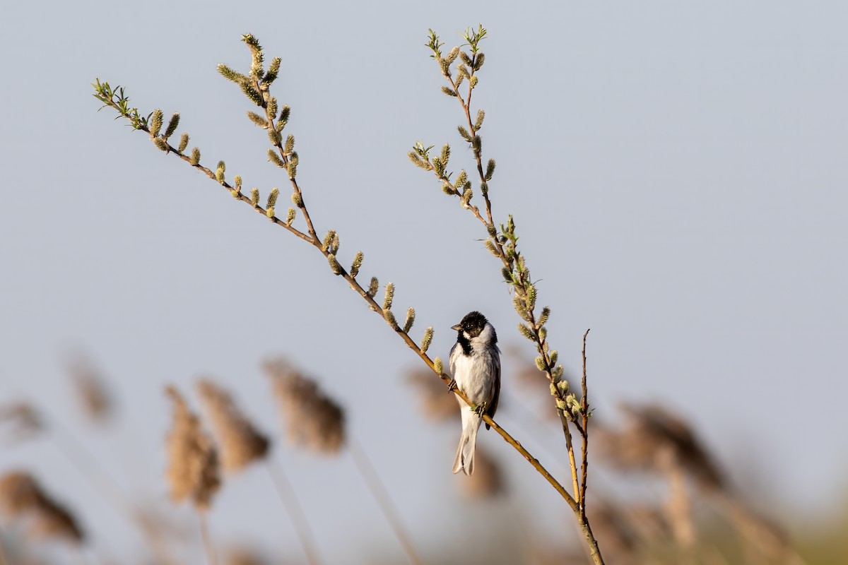 Reed Bunting - ML633223101