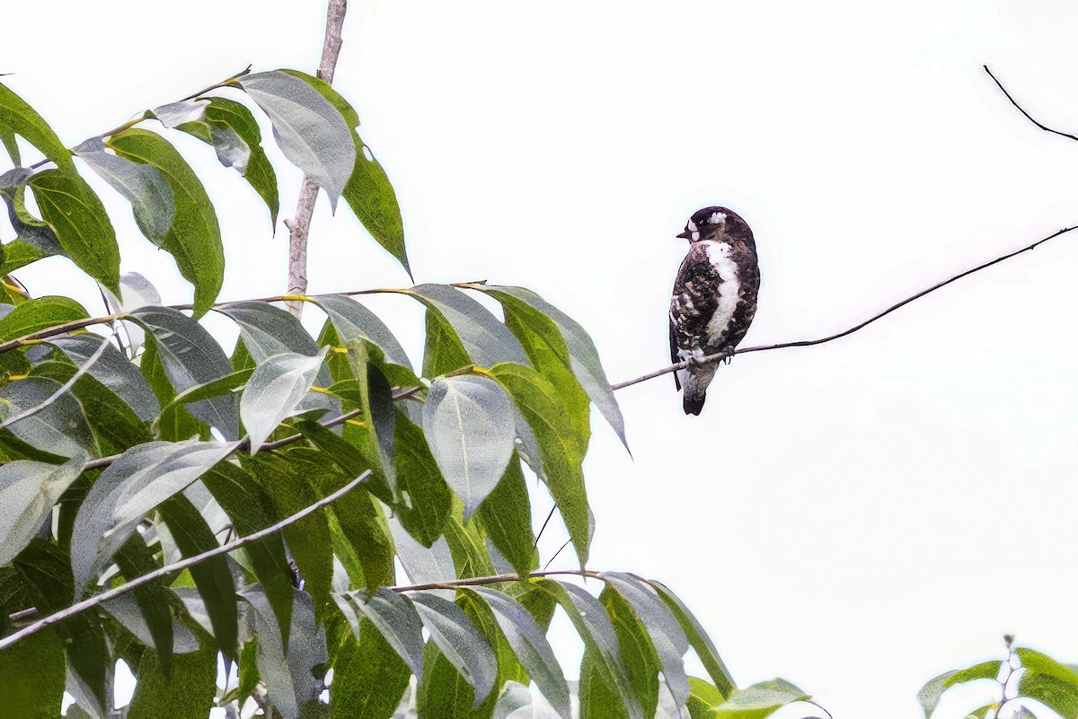 White-browed Purpletuft - Sandy & Bob Sipe