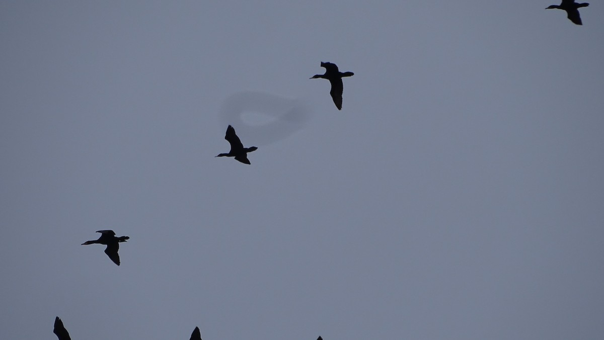Double-crested Cormorant - ML633223246