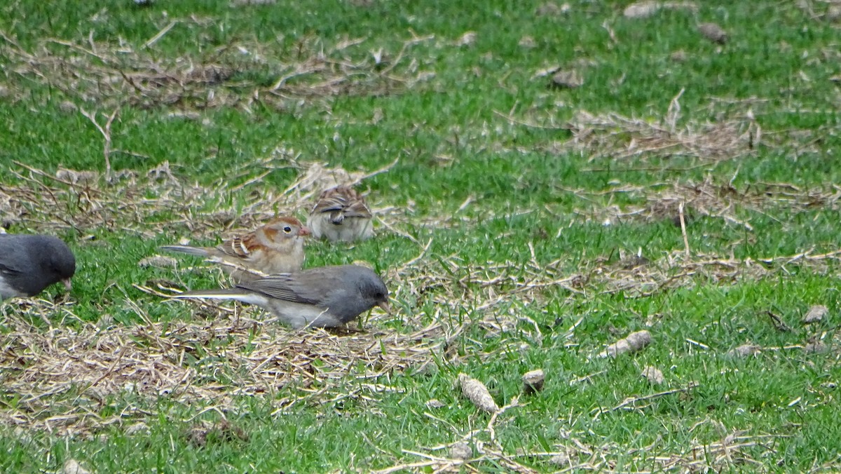 Field Sparrow - ML633223254