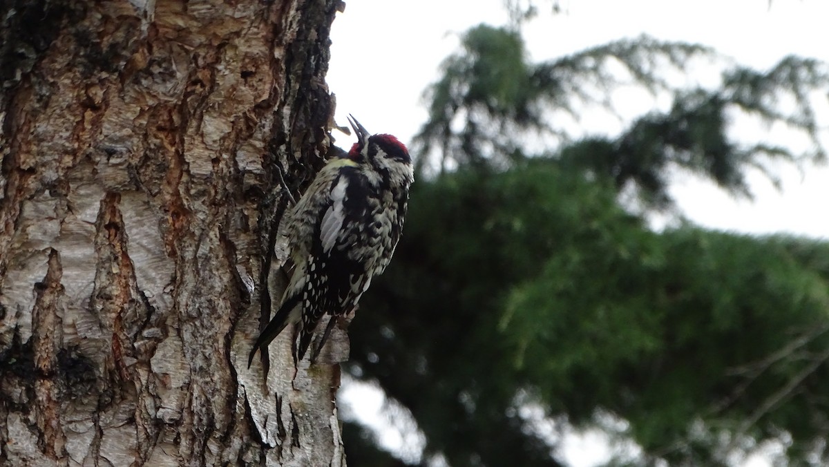 Yellow-bellied Sapsucker - ML633223258