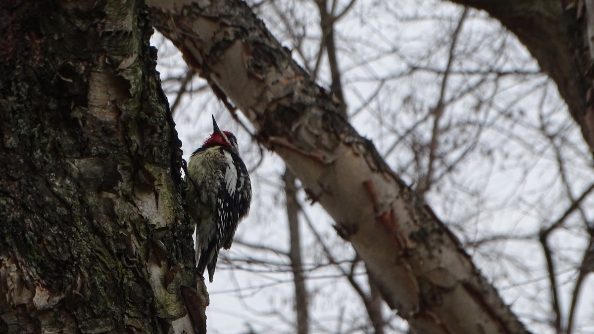 Yellow-bellied Sapsucker - ML633223262