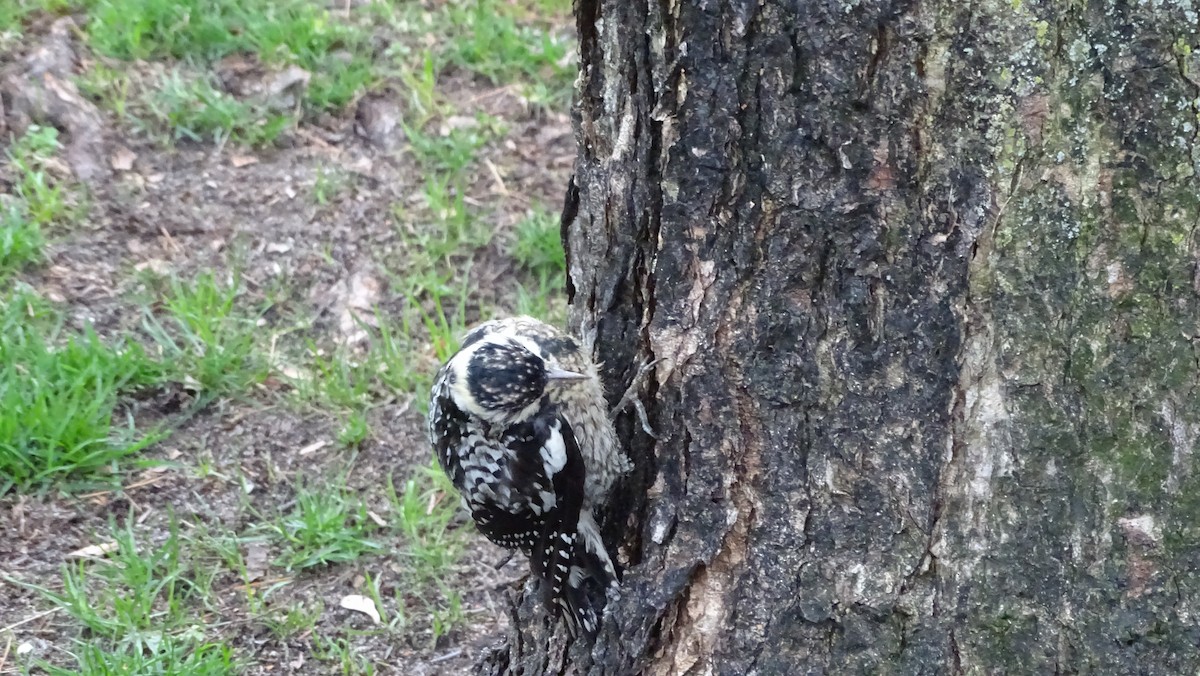 Yellow-bellied Sapsucker - ML633223263