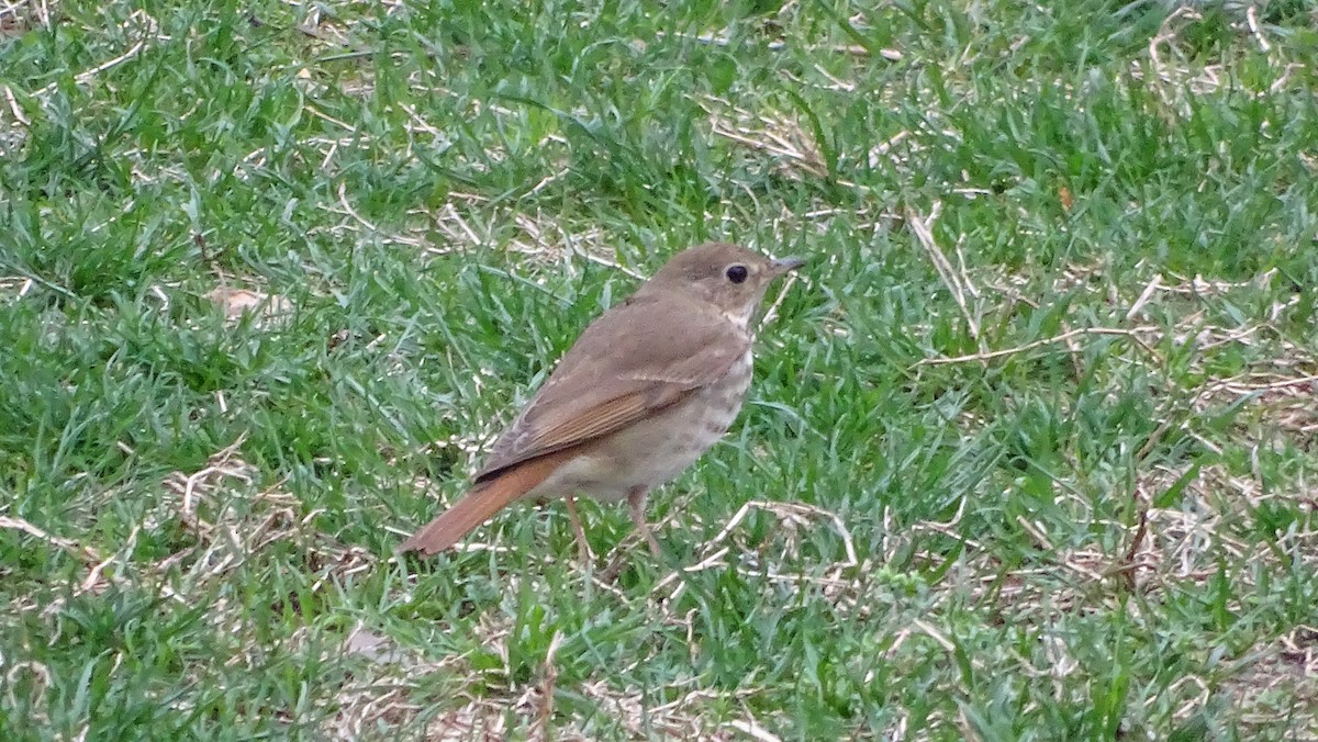 Hermit Thrush - ML633223276
