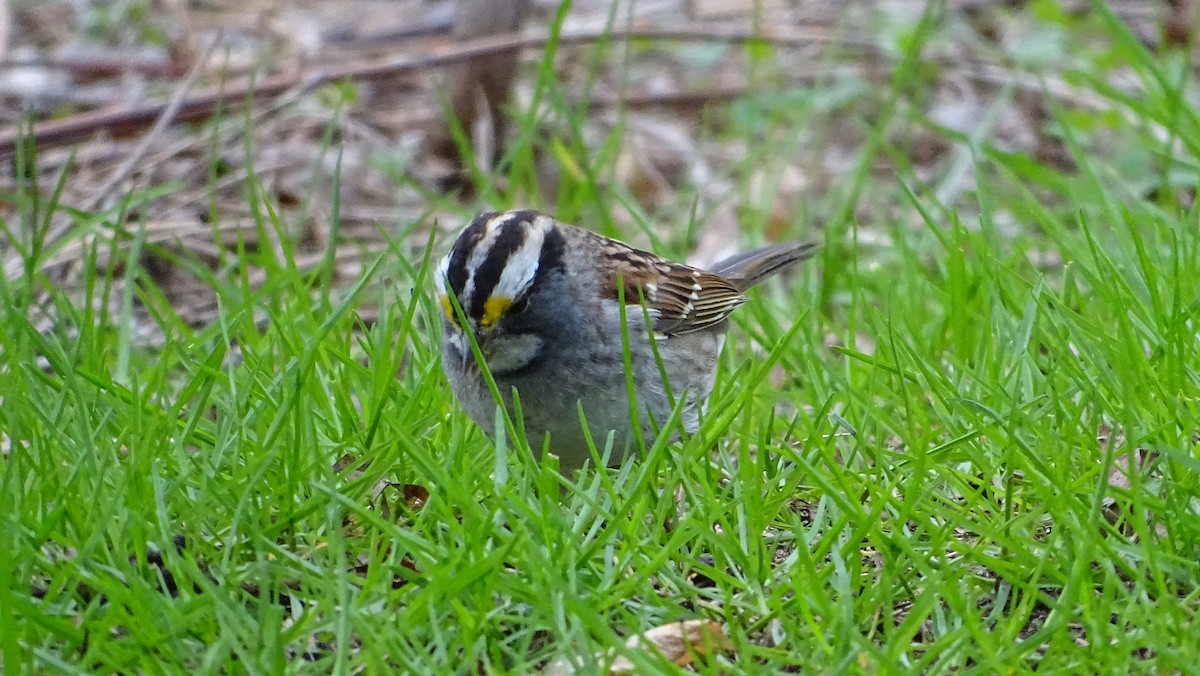 White-throated Sparrow - ML633223279