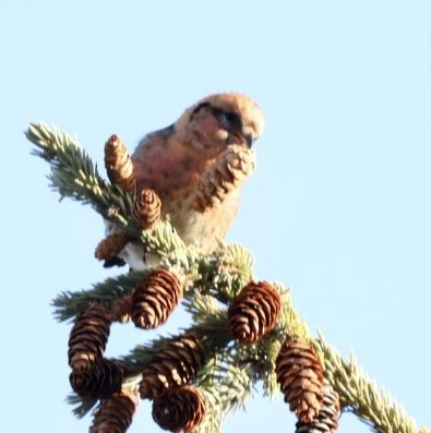 White-winged Crossbill - ML633223420