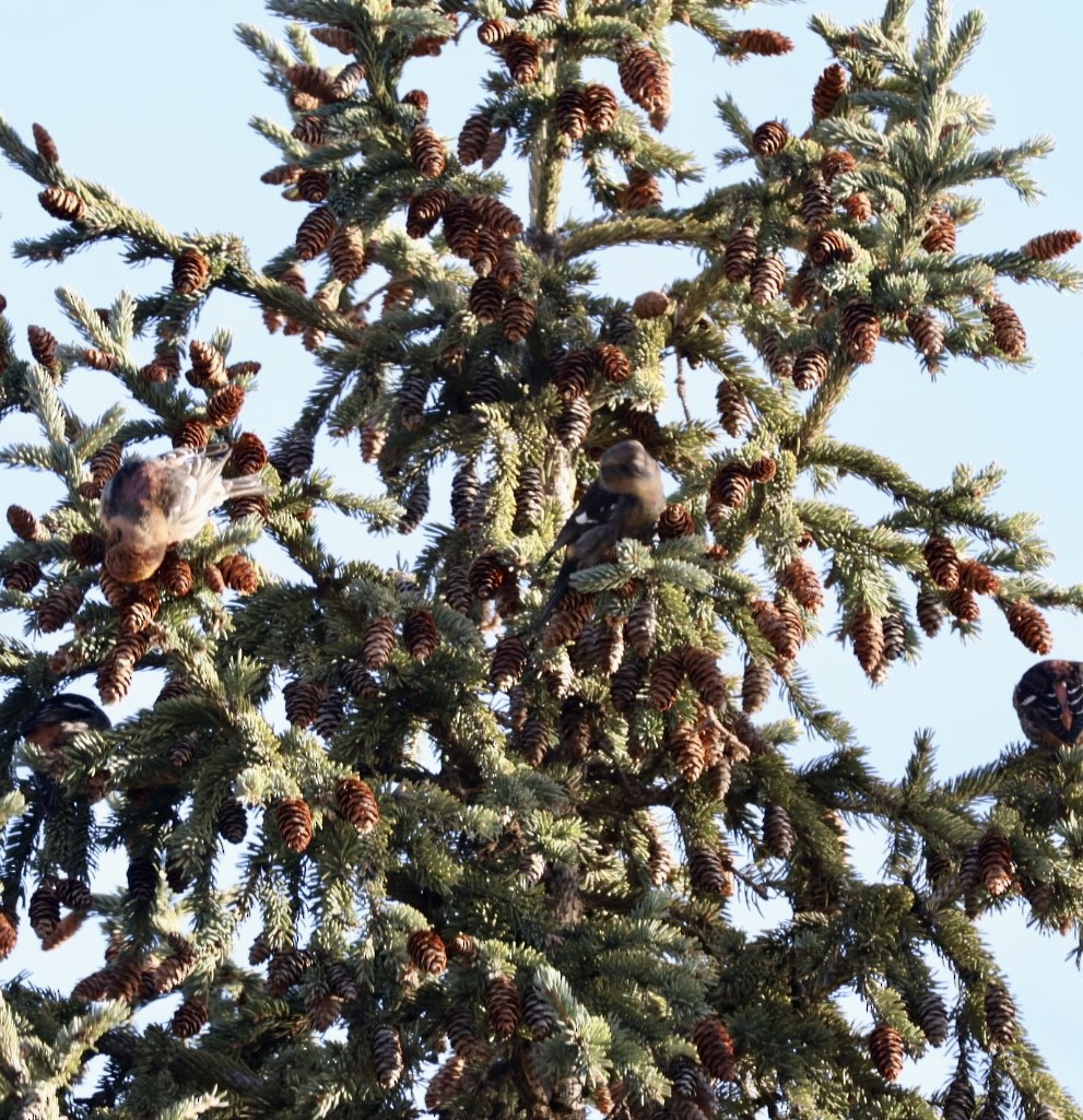 White-winged Crossbill - ML633223518