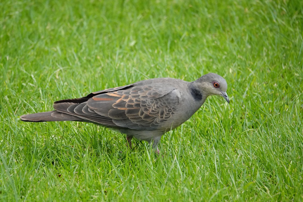 Dusky Turtle-Dove - ML633223531