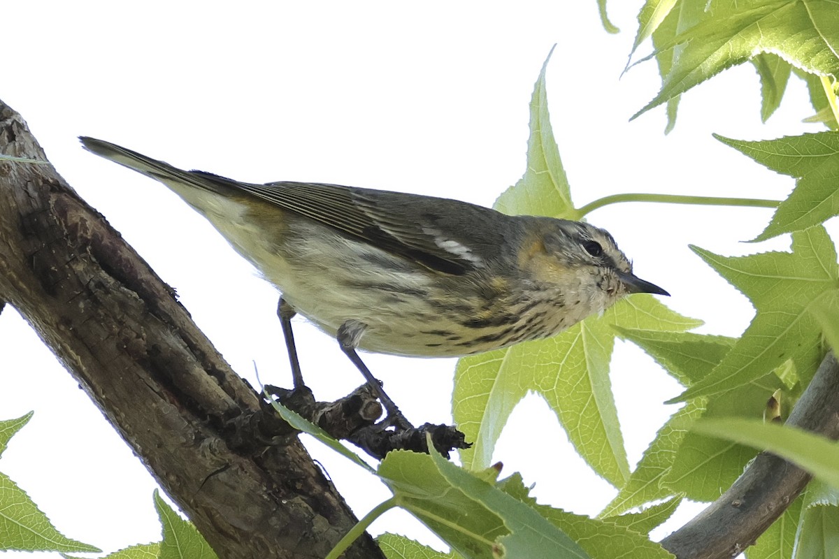 Cape May Warbler - ML633223636
