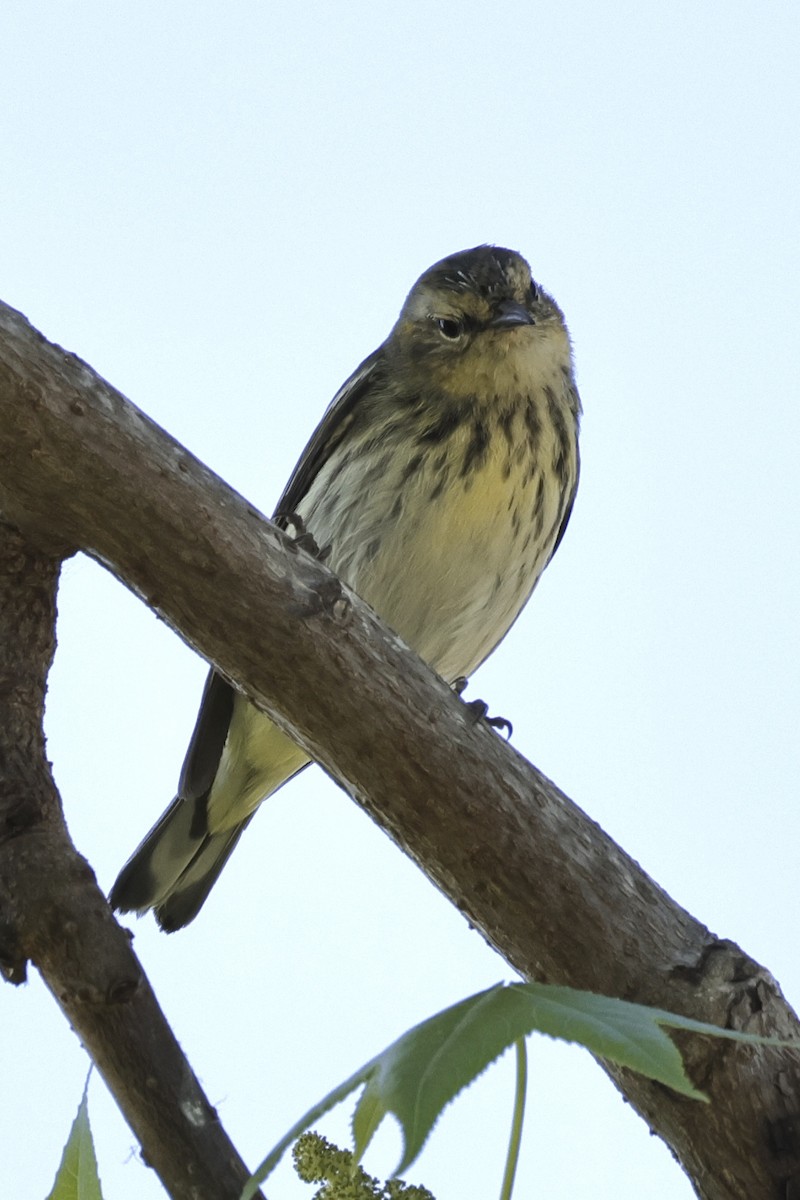 Cape May Warbler - ML633223637