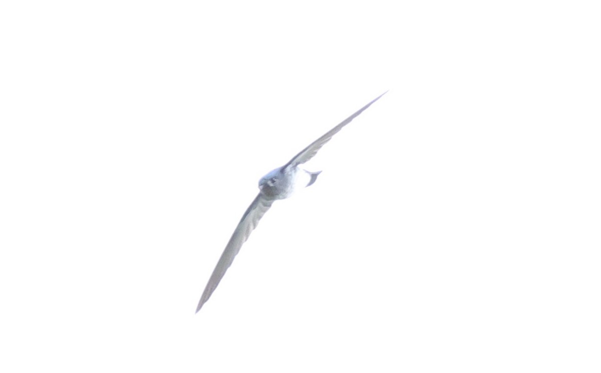 Glossy Swiftlet - ML633223646
