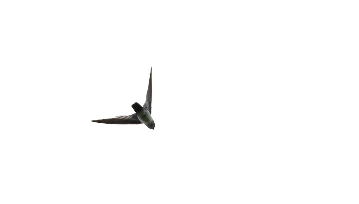 Glossy Swiftlet - ML633223647