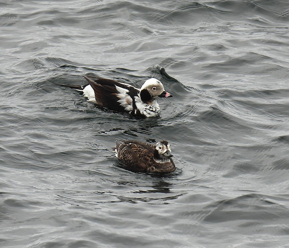 Long-tailed Duck - ML633223662