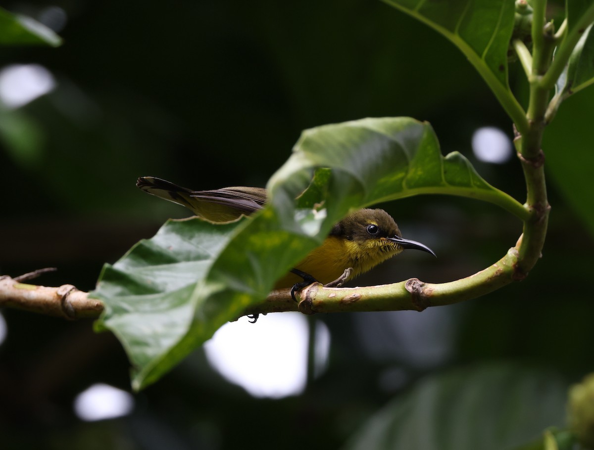 Tukangbesi Sunbird - ML633223697