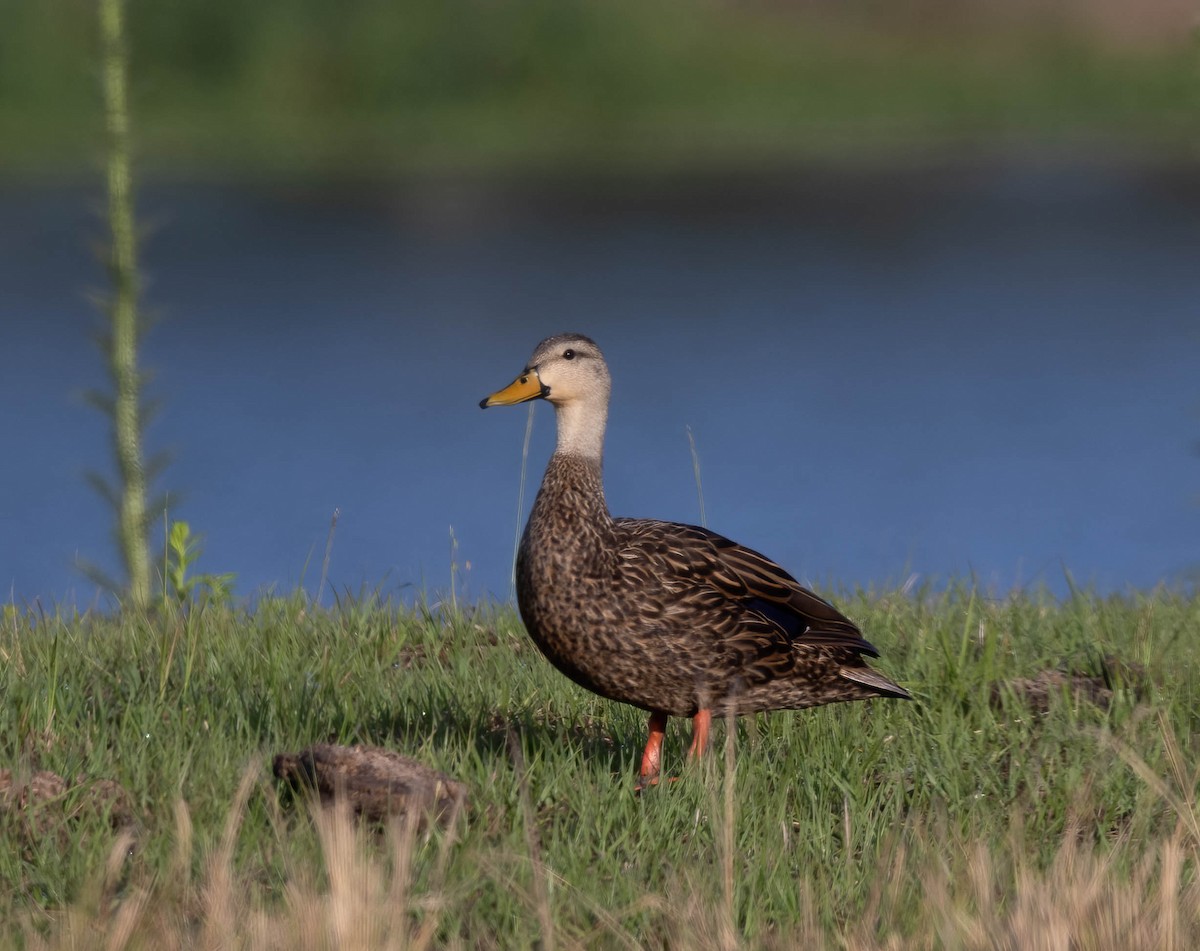 Mottled Duck - ML633223765
