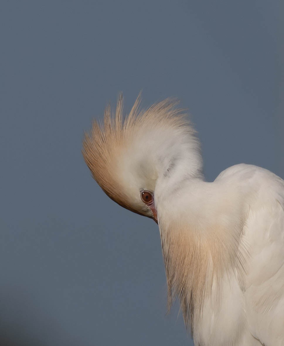 Western Cattle-Egret - ML633223783