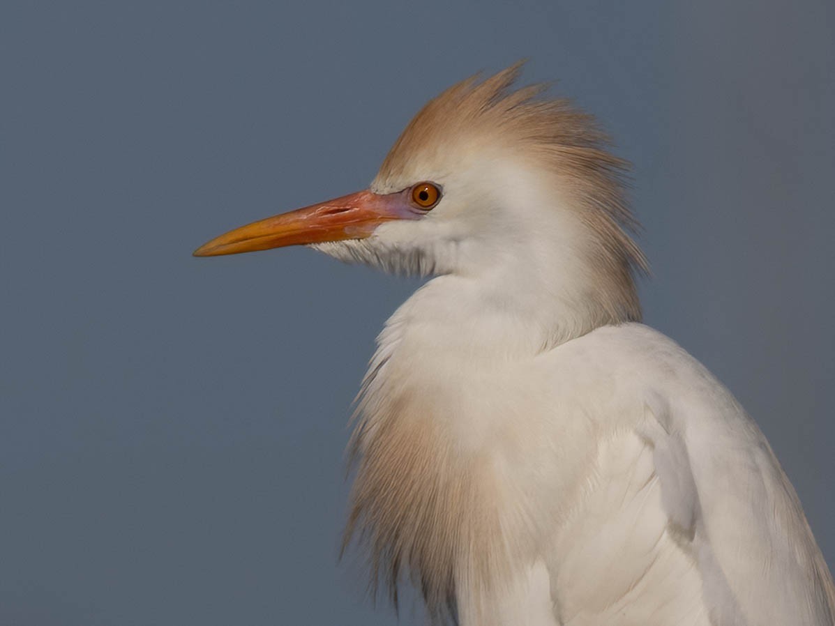 Western Cattle-Egret - ML633223784