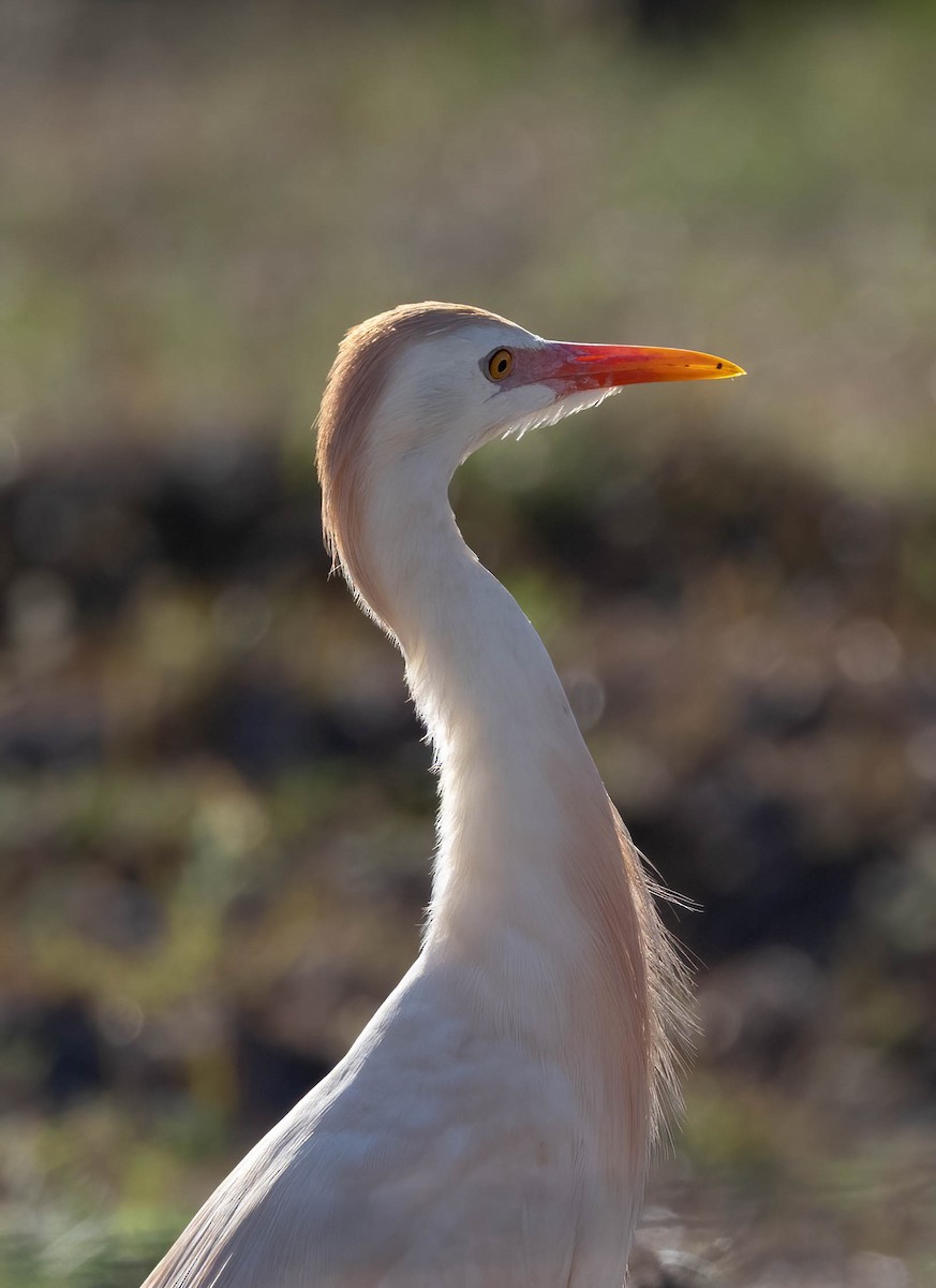 Western Cattle-Egret - ML633223785
