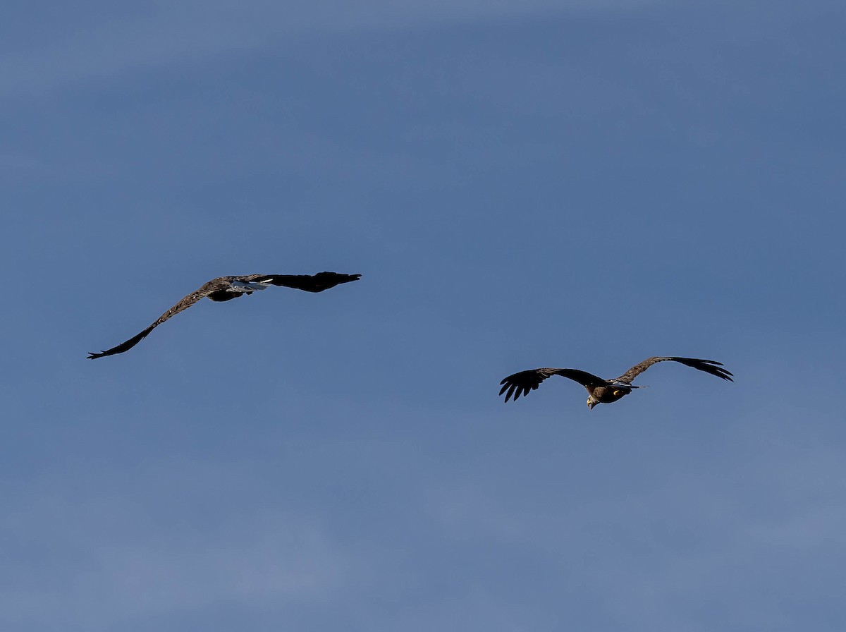 Bald Eagle - ML633223794