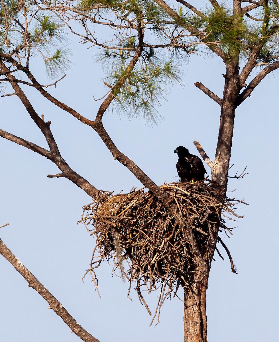 Bald Eagle - ML633223795