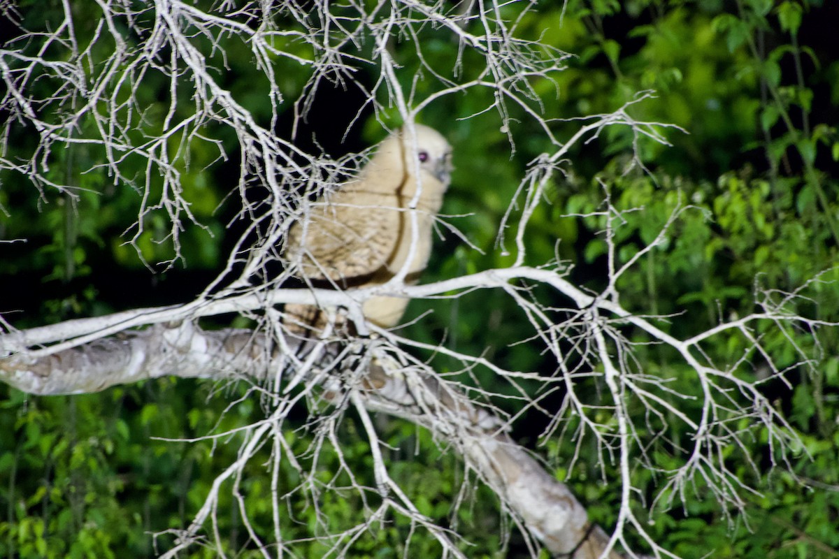 Pel's Fishing-Owl - ML633223809