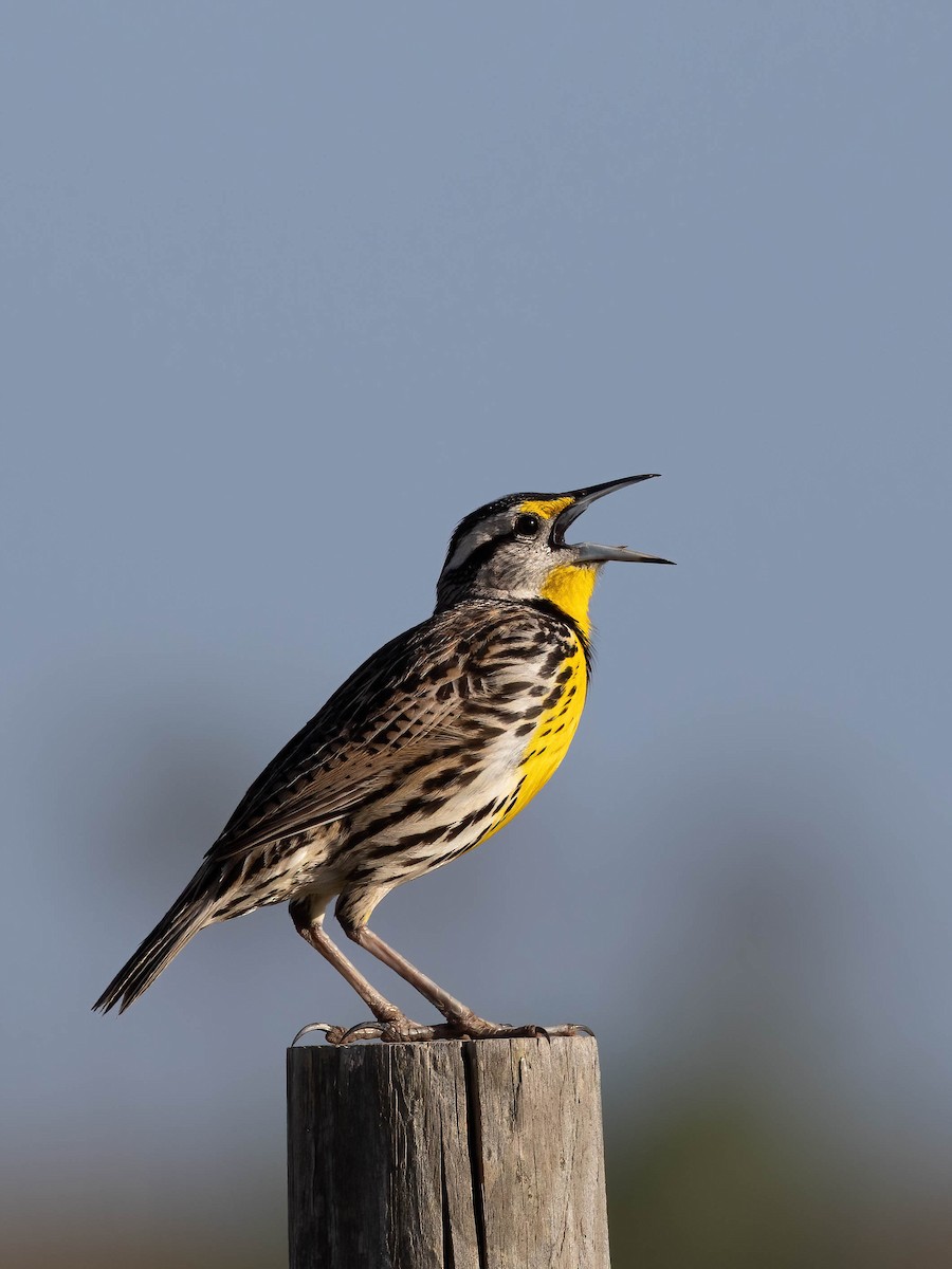 Eastern Meadowlark - ML633223820