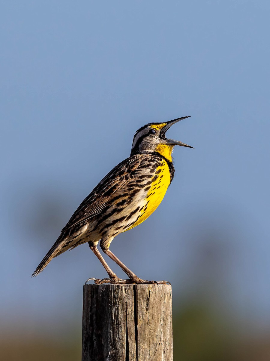 Eastern Meadowlark - ML633223821