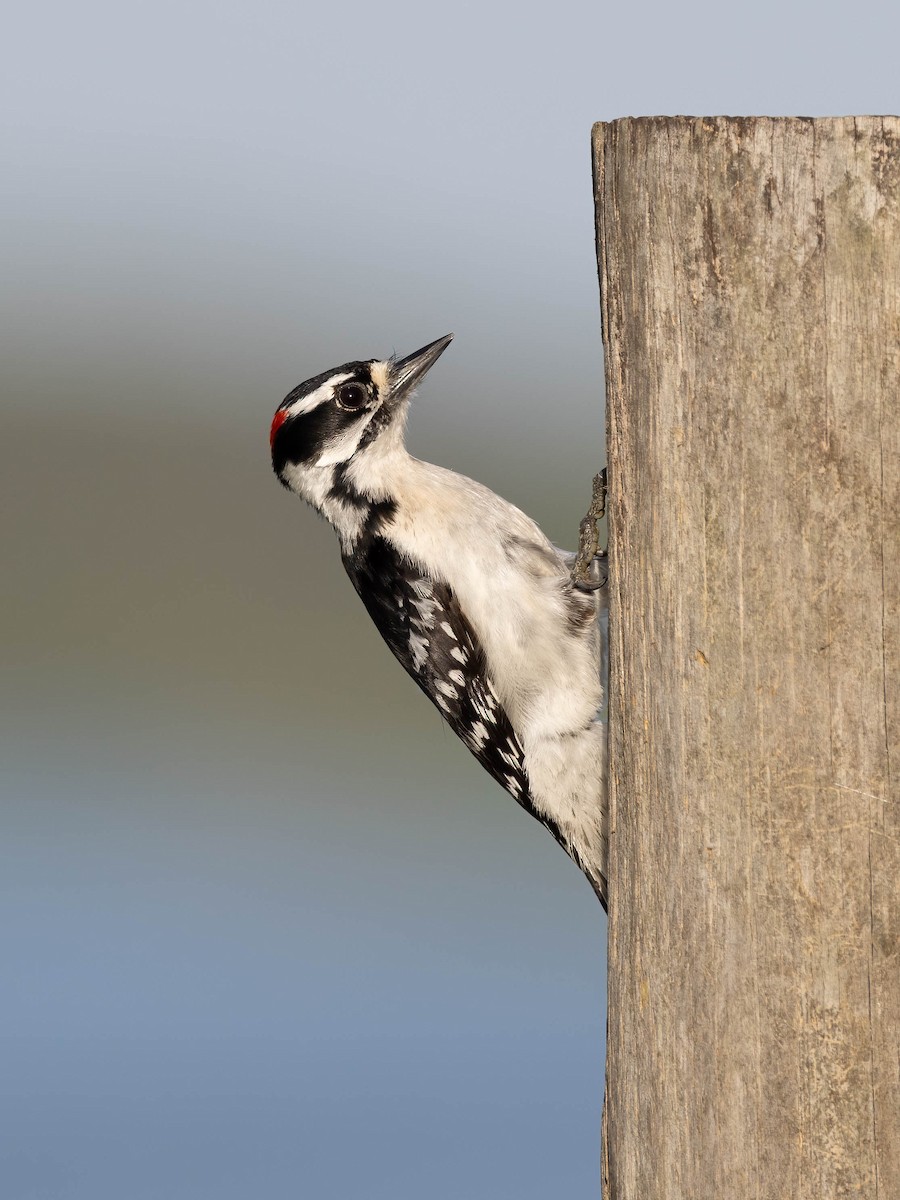 Downy Woodpecker - ML633223833