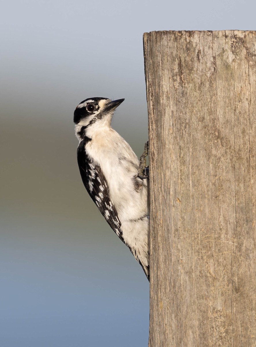 Downy Woodpecker - ML633223834