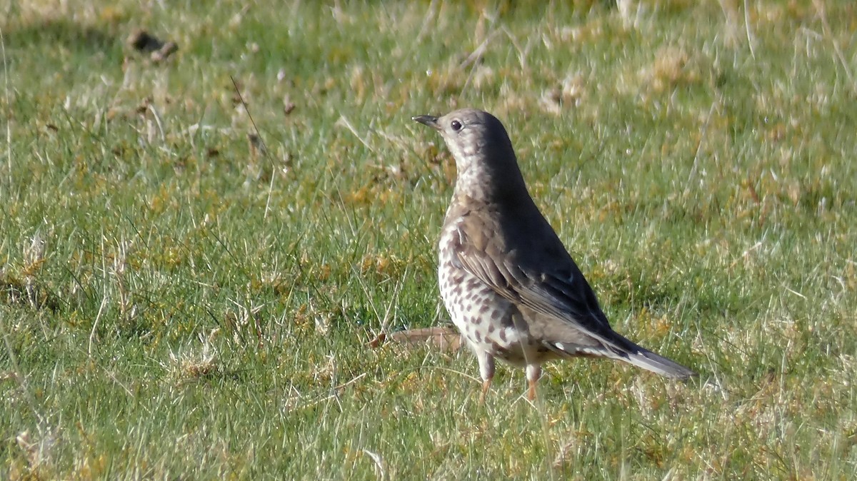 Mistle Thrush - ML633223840