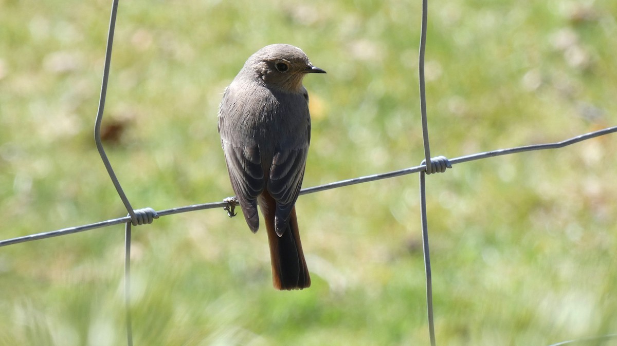 Black Redstart - ML633223850