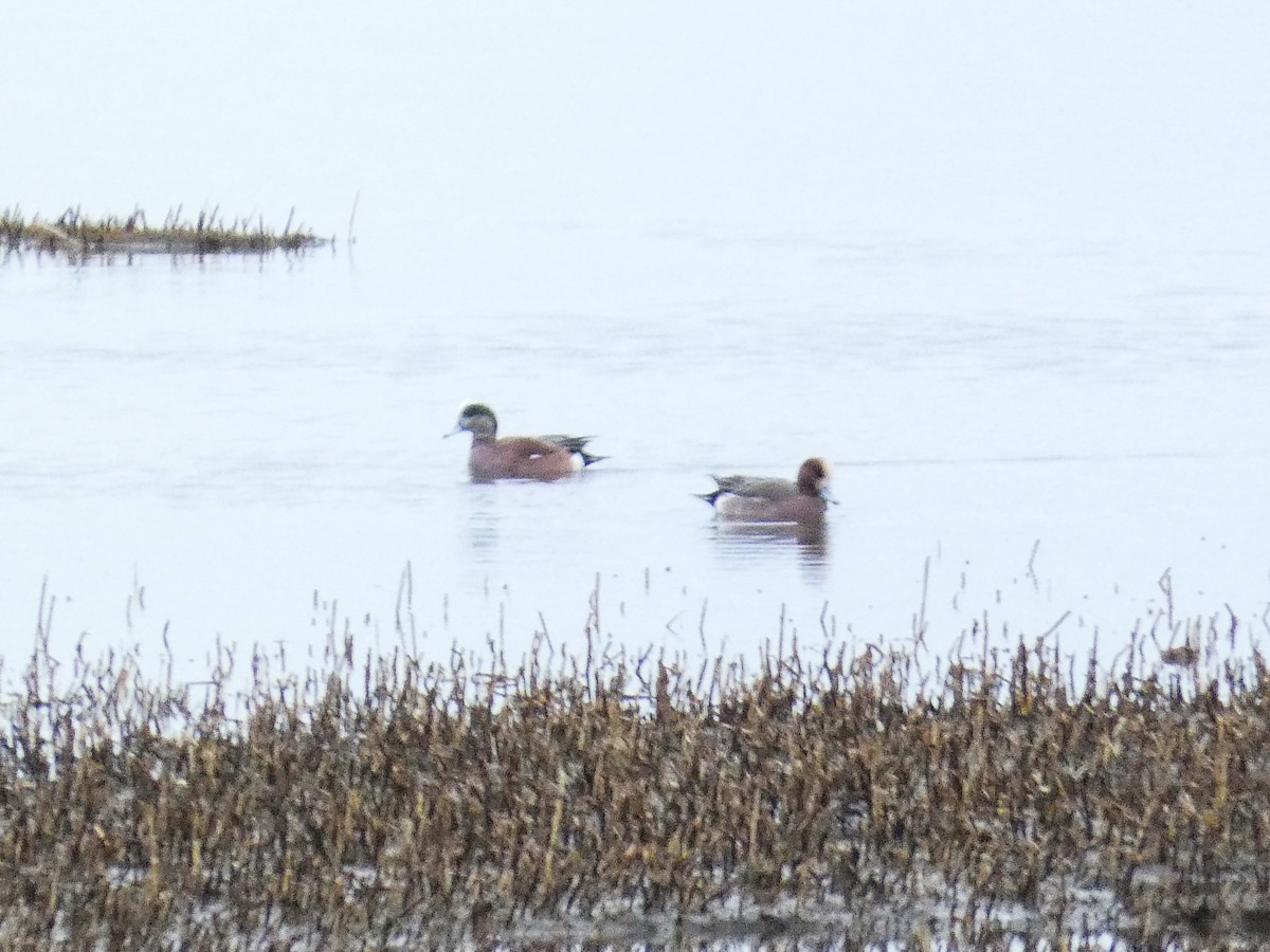 Eurasian Wigeon - ML633223860