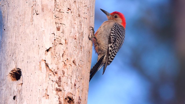 Red-bellied Woodpecker - ML633223902