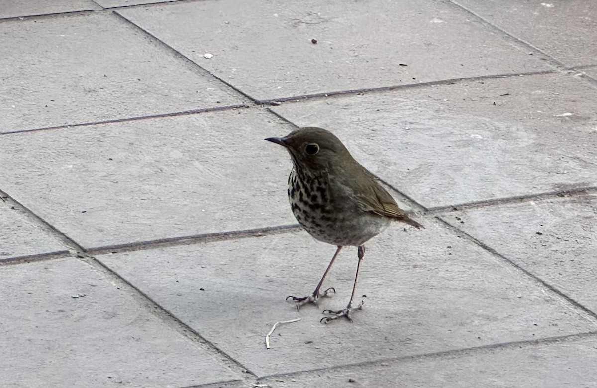 קיכלי חלוד-זנב - ML633223938