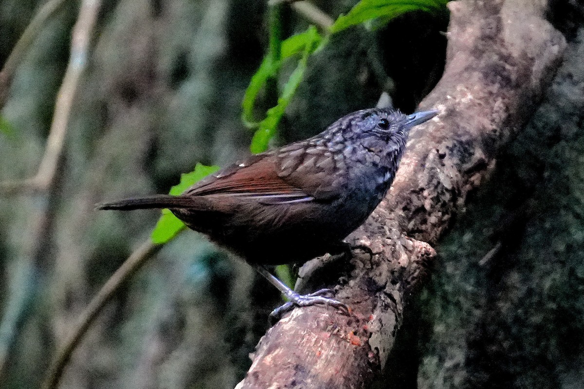 Annam Limestone Babbler - ML633223942