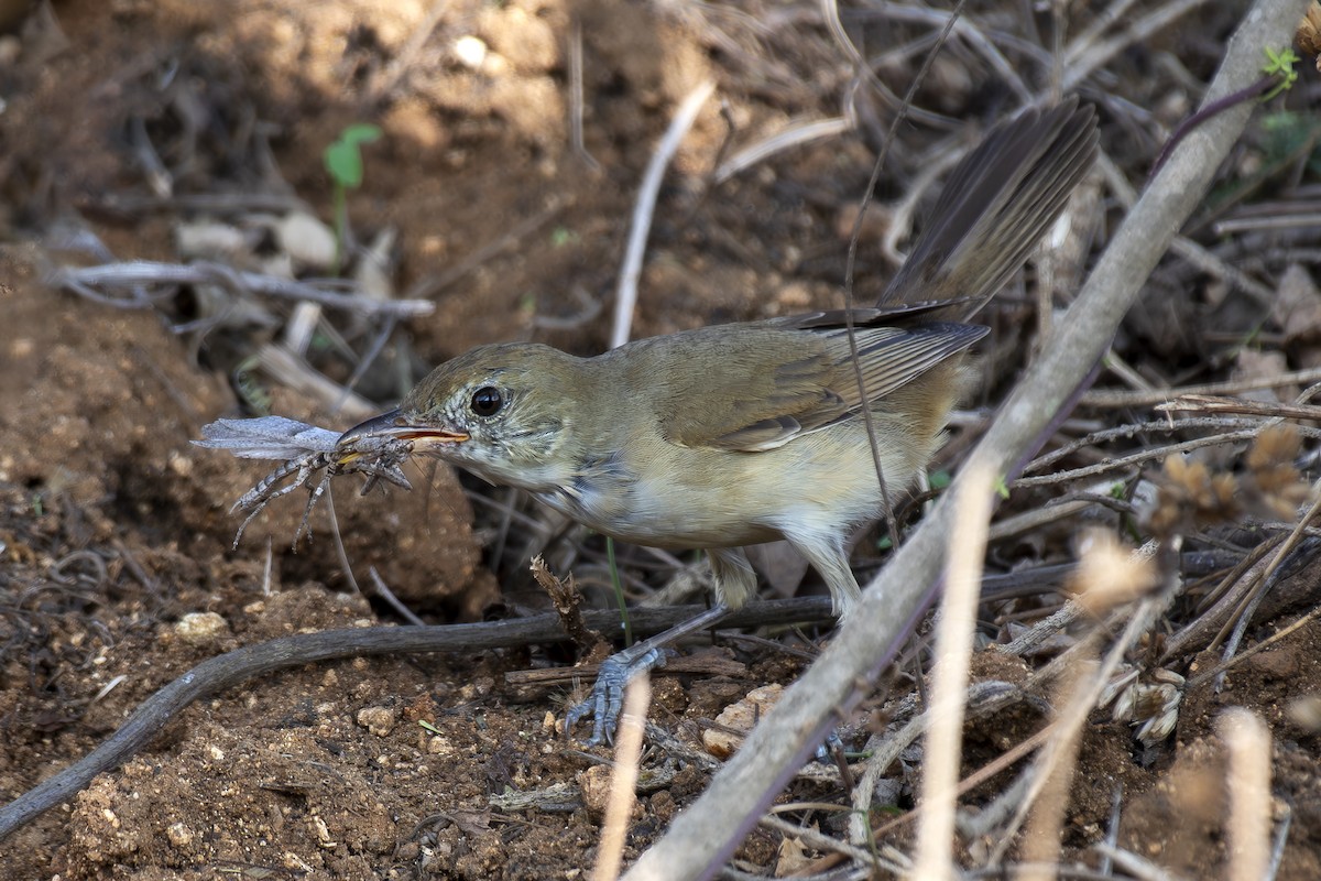 Thick-billed Warbler - ML633223971